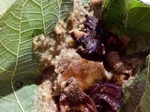 10 Makanan Wonogiri yang Ndeso Tapi Bikin Ketagihan Enaknya