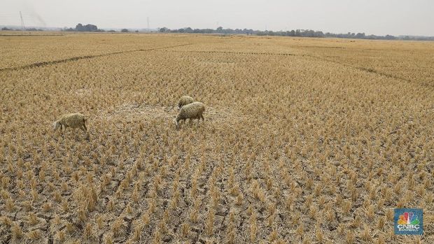 Begini Nasib Miris Sawah RI Sekarang