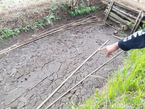 Geger Hewan Misterius Mangsa Puluhan Unggas di Ciamis