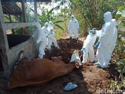 Tambah Lagi, Ternak Mati di Zona Merah Antraks Gunungkidul Jadi 17 Ekor