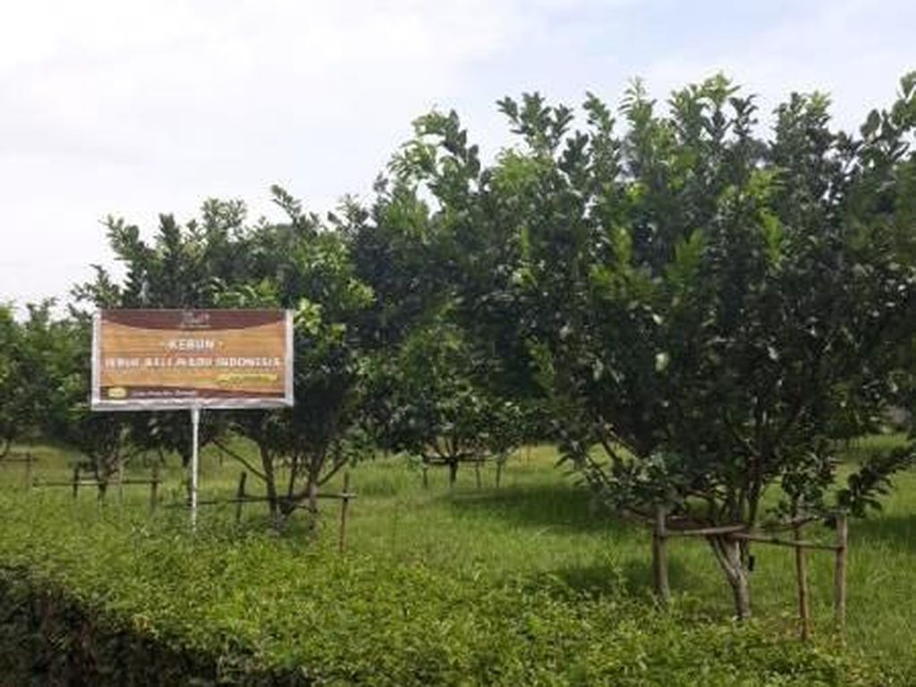 Agrowisata di Bawen, Ini Tempatnya Agrowisata di Bawen, Ini Tempatnya