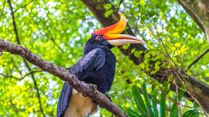 Ragam Spesies Hewan Unik di Kalimantan