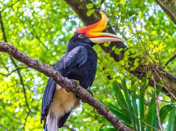 Ragam Spesies Hewan Unik di Kalimantan