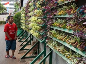 Solusi Terbatasnya Lahan Hijau lewat Taman Vertikal