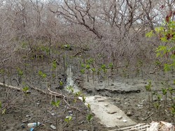 PK Kandas, Eks Anggota DPRD Badung Dibui karena Tebangi Pohon di Tanjung Benoa