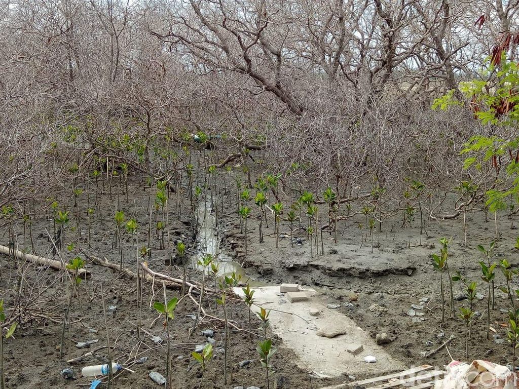PK Kandas, Eks Anggota DPRD Badung Dibui karena Tebangi Pohon di Tanjung Benoa PK Kandas, Eks Anggota DPRD Badung Dibui karena Tebangi Pohon di Tanjung Benoa