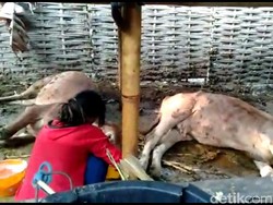 4 Sapi di  Blitar Mati Mendadak, Diduga Keracunan Pakan Terpapar Insektisida