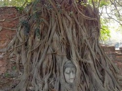 Aneh Tapi Nyata, Ada Kepala Buddha di Dalam Pohon