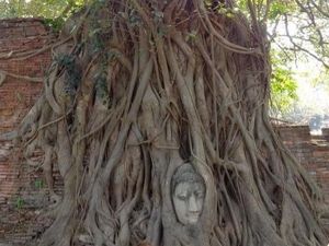 Aneh Tapi Nyata, Ada Kepala Buddha di Dalam Pohon Aneh Tapi Nyata, Ada Kepala Buddha di Dalam Pohon