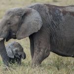 Tanzania Tangkap Bos Pemburu Gading yang Bunuh 117 Gajah