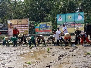 Saat Bupati hingga Polisi Ikut Tanam Padi Jajar Legowo di Bali