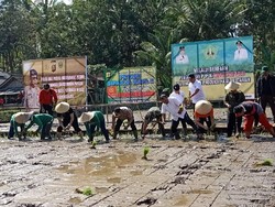 Saat Bupati hingga Polisi Ikut Tanam Padi Jajar Legowo di Bali