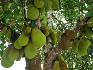 Hii! Pohon Nangka hingga Pohon Sawo, Jadi Mitos Tempat Tinggal Hantu Hii! Pohon Nangka hingga Pohon Sawo, Jadi Mitos Tempat Tinggal Hantu