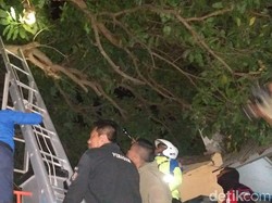 Bikin Resah Warga di Probolinggo, Sarang Lebah di Pohon Mangga Dievakuasi