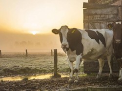 Kata Dewan Pusat Yahudi di Jerman Soal Aturan Penyembelihan dengan Pembiusan