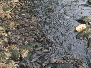Sungai Cileungsi Tercemar: Air Hitam Berbusa-Ikan Mati Bergelimpangan