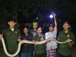 Buat Resah dan Mangsa Ternak Warga, Ular Piton Ini Akhirnya Dievakuasi