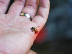 Lucifer, Spesies Lebah Baru yang Ditemukan di Australia