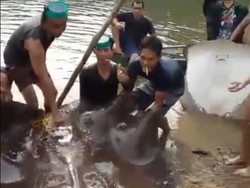 Ikan Pari Raksasa Langka Juga Pernah Ditemukan-Dicincang di Sungai Ogan