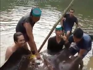 Ikan Pari Raksasa Dicincang Bikin Geger Sumsel, Ternyata Tak Dilindungi