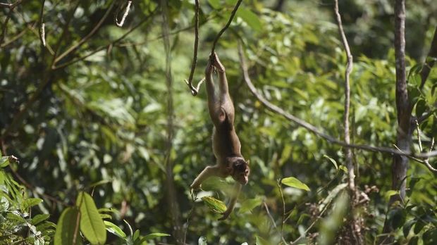 Monyet liar di hutan Kecamatan Samboja, Kutai Kartanegara, Kalimantan Timur, Rabu (28/8/2019). Di kawasan yang akan menjadi lokasi ibu kota negara baru Indonesia itu masih banyak ditemui monyet-monyet liar. ANTARA FOTO/Akbar Nugroho Gumay/foc.