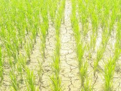 Kemarau, Sawah Seluas 608 Ha di Langkat Sumut Kekeringan