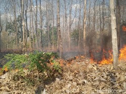 Kebakaran di Hutan Baluran Hanguskan 7 Hektar Lahan Jati