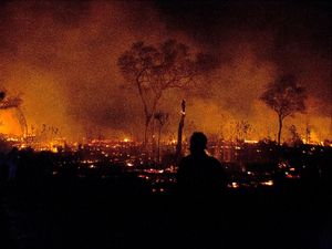 Peneliti Harvard Pantau Kebakaran Hutan Amazon Pakai Drone