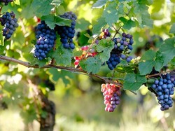 Tanaman Cabe hingga Anggur Punya Mitos Bisa Membawa Sial