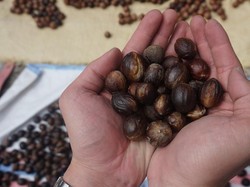 Pulau Kecil di Ujung Sulawesi Hasilkan Pala Kualitas No 1 Dunia