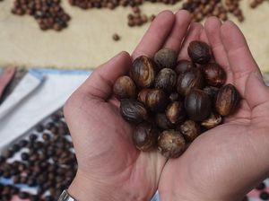 Pulau Kecil di Ujung Sulawesi Hasilkan Pala Kualitas No 1 Dunia Pulau Kecil di Ujung Sulawesi Hasilkan Pala Kualitas No 1 Dunia