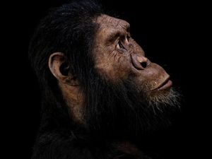 Mengapa Kita Tidak Punya Bulu Lebat Seperti Nenek Moyang Manusia?