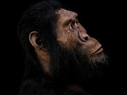 Mengapa Kita Tidak Punya Bulu Lebat Seperti Nenek Moyang Manusia?