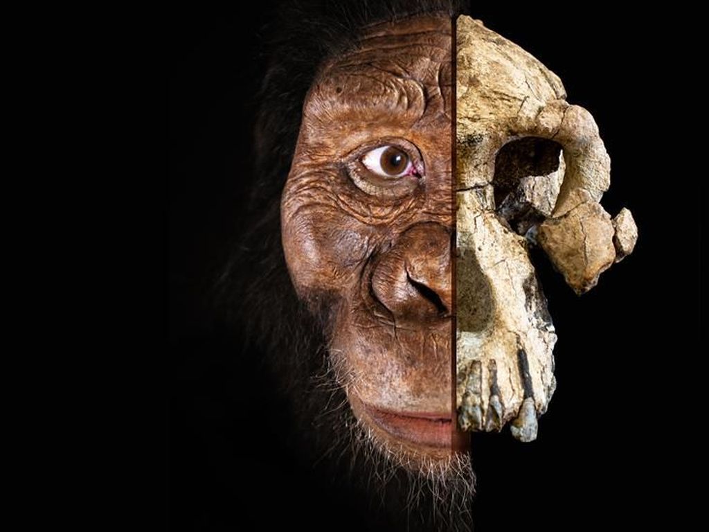 Temuan Tengkorak 3,8 Juta Tahun Picu Perdebatan Asal-usul Evolusi Manusia