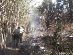 10 Hektar Hutan di Banggai Terbakar Akibat Warga Bakar Sarang Semut