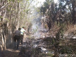 10 Hektar Hutan di Banggai Terbakar Akibat Warga Bakar Sarang Semut