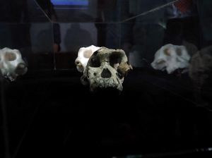 Potret Tengkorak 3,8 Juta Tahun, Diduga Nenek Moyang Manusia