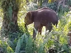 Karhutla, Gajah Liar Berbondong Keluar dari Taman Nasional Tesso Nilo