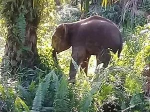 Karhutla, Gajah Liar Berbondong Keluar dari Taman Nasional Tesso Nilo Karhutla, Gajah Liar Berbondong Keluar dari Taman Nasional Tesso Nilo