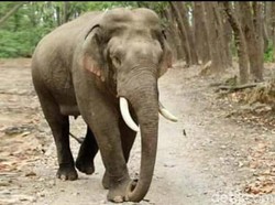 Imbas Karhutla, Gajah Liar Jantan Keluar dari Taman Nasional di Riau