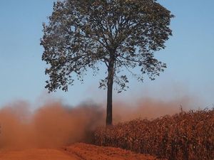Kebakaran Amazon Bisa Bikin Hutan Tropis Berubah Jadi Padang Rumput