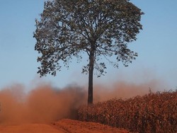 Kebakaran Amazon Bisa Bikin Hutan Tropis Berubah Jadi Padang Rumput