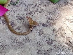 Penjelasan Ilmiah Kemunculan Ular Kepala Dua yang Bikin Heboh di Bali