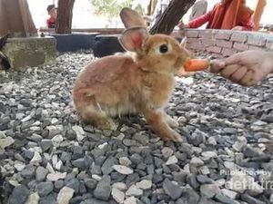 Ini Daftar Taman Kelinci di Lembang Bandung Ini Daftar Taman Kelinci di Lembang Bandung