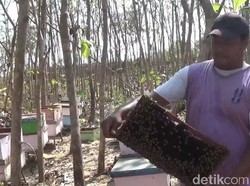 Melihat Ternak Madu dari Bunga Kangkung di Lamongan