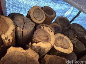 Polisi Wonogiri Buru Pasutri Diduga Terlibat Illegal Logging Polisi Wonogiri Buru Pasutri Diduga Terlibat Illegal Logging