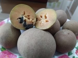 Sawo Organik Blora Dilirik Negeri Paman Sam Sawo Organik Blora Dilirik Negeri Paman Sam