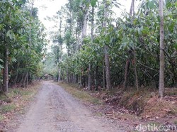 Kepala Dusun Wonorejo Tolak Desanya Dikaitkan Kisah KKN Desa Penari