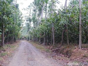 Kepala Dusun Wonorejo Tolak Desanya Dikaitkan Kisah KKN Desa Penari Kepala Dusun Wonorejo Tolak Desanya Dikaitkan Kisah KKN Desa Penari