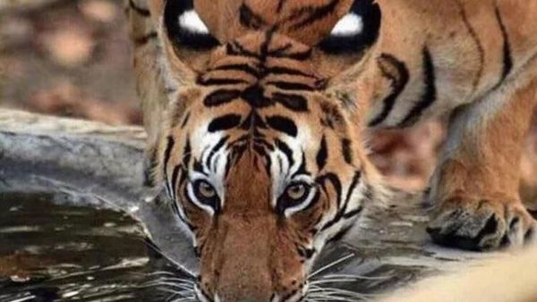 Kumpulan Foto yang Mengecoh Pada Pandangan Pertama
